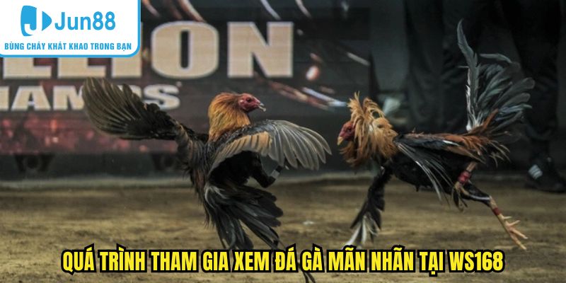 Quá trình tham gia xem đá gà mãn nhãn tại ws168
